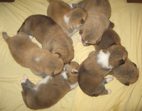 Akita inu - zad�me �t���tka