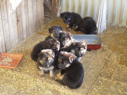 �t��ata s PP, �ern�, znaky