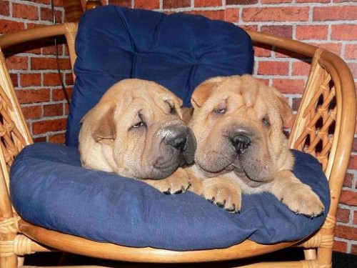 Prod�m �t��ata �arpej� 