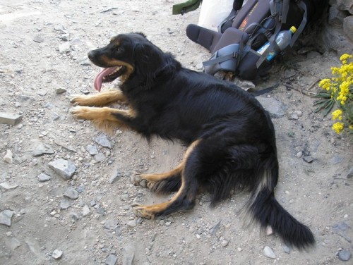 Hovawart �t��atka s PP