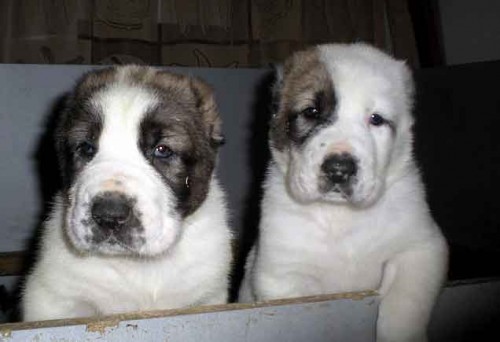 St�edoasijsk� pasteveck� pes s PP