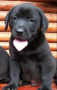 prod�m �t�n�tka labradora