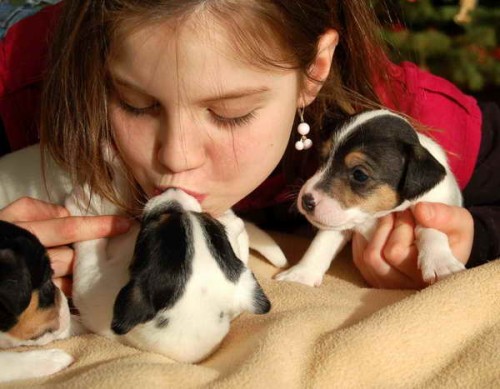 parson russell teri�r