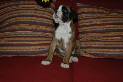 �t���tko N�meck� boxer barva zlat�