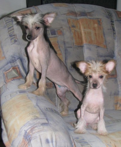 ��nsk� chocholat� pes 