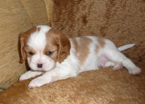 KAVAL�R KING CHARLES �PANEL s PP