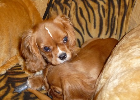 KAVAL�R KING CHARLES �PANEL s PP