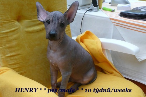 peru�nsk� nah�� velk�