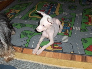 Peru�nsk� nah��-mal� typ