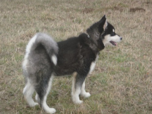 Alja�sk� malamut fenka