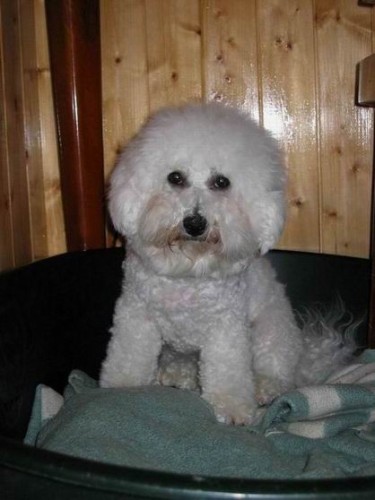 Bi�onek-Posledn� fenka