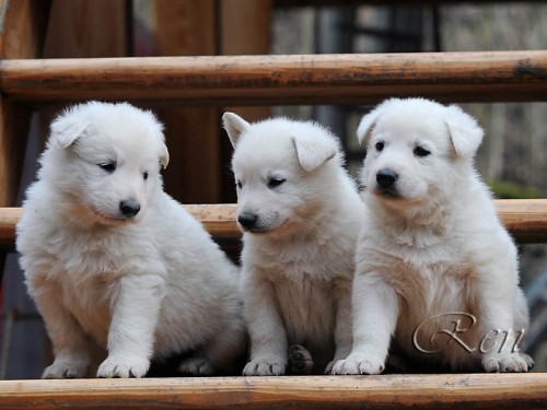 B�l� ov��k - �t��ata k ob�ru na konci b�ezna