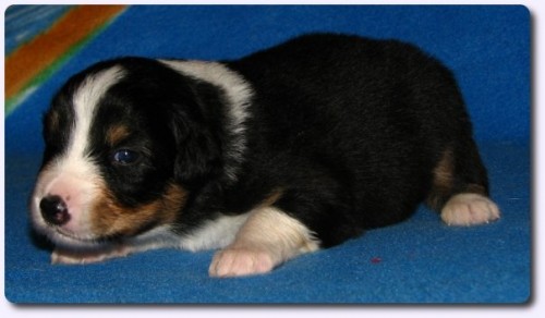 Australsk� ov��k - �t��ata s PP