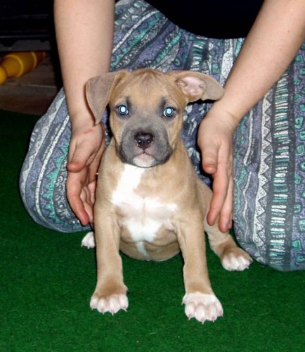 Americk� staford��rsk� teri�r