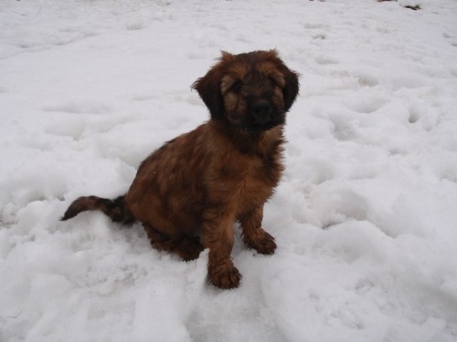 Briard plav� pejsci 2 m�s�ce