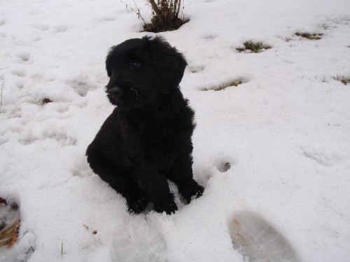 �ern� fenka 2 m�s�ce