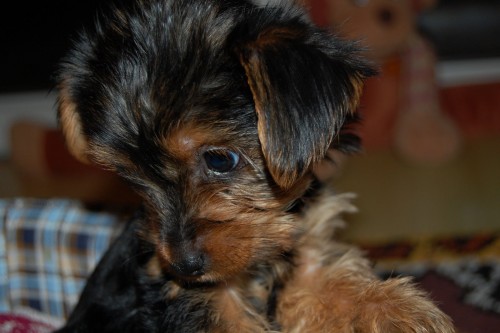 Jork��rsk� teri�r