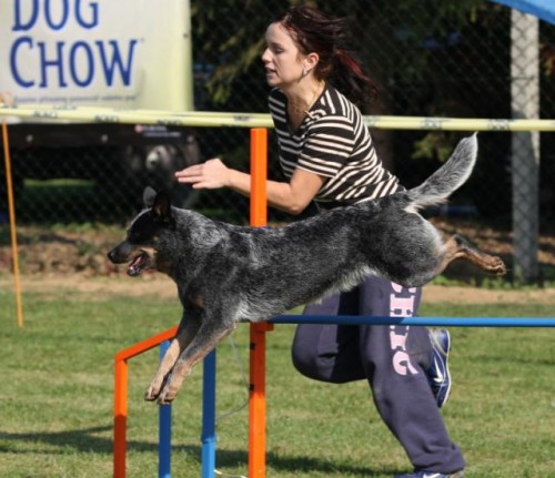 Australsk� hon�ck� pes