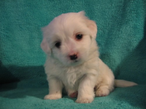 nab�z�m kr�sn� �t���tka