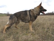 N�meck� ov��k s PP-Kryt�