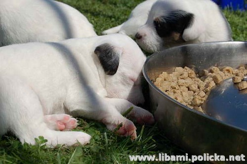 Parson a Jack Russell teri�r