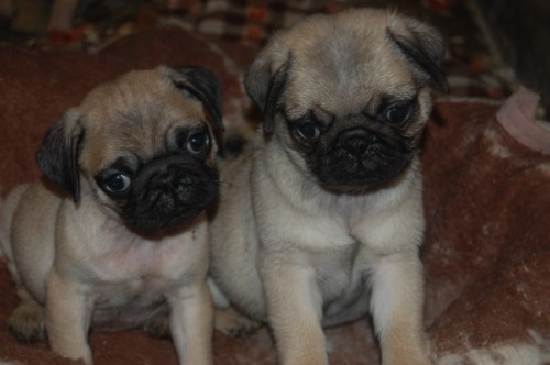 mops plav� bez PP-kluci