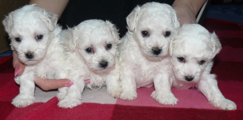 M�me �t���tka 3 fenky a 1 pejsek bi�onka frise