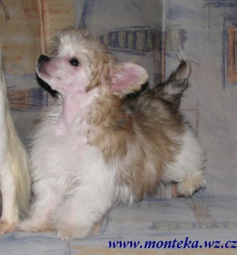 ��nsk� chocholat� pes 