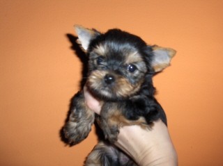 jork��rsk� teri�r