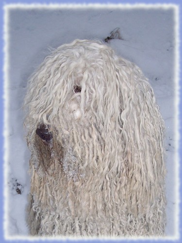 KOMONDOR b�l� obr s dredy