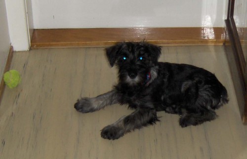 Kn�ra� pep� a s�l