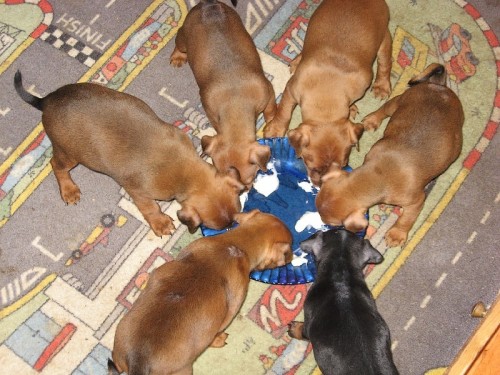 TRPASLI�� PIN� s PP