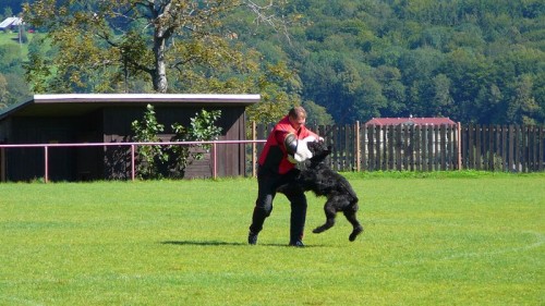 Kn�ra� velk� �ern�,pracovn� spojen�