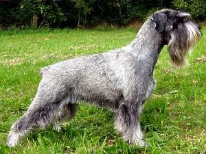 �t�n�tka st�edn�ch kn�ra�� P+S s PP