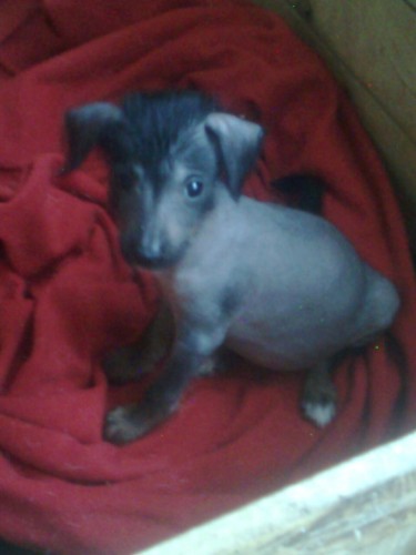 Peru�nsk� nah��