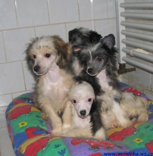 ��nsk� chocholat� pes 