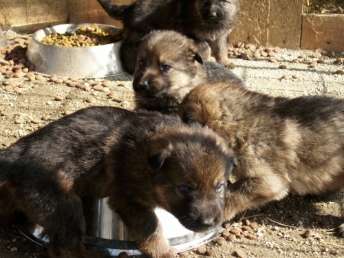 �t��ata NO bez PP