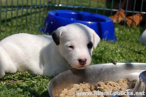 Parson a Jack Russell teri�r a rhod�sk� ridgeback