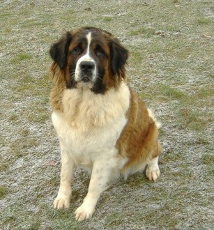 Moskevsk� str�n� pes -