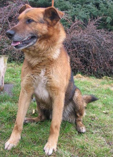 Daruji k��ence ov��ka - Brek