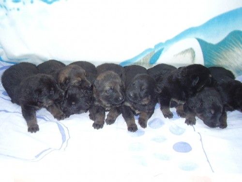 N�meck� ov��k