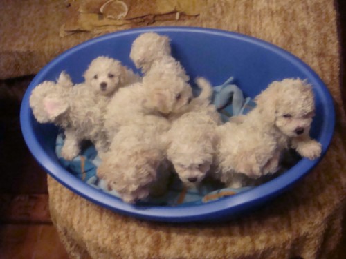 Bi�onek frise �t��ata s PP