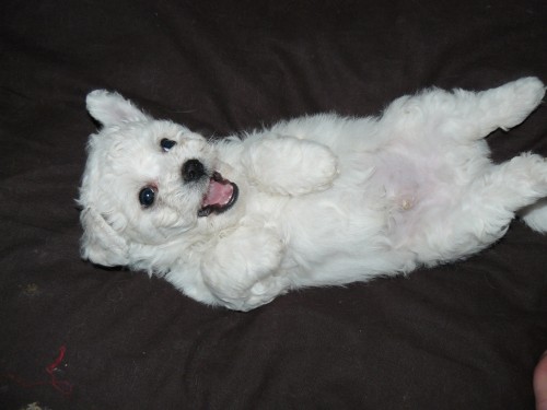 BICHON FRISE, �t�n�tka ODB�R 11.4. 