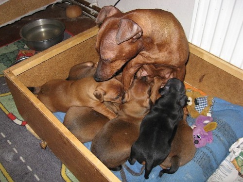 TRPASLI�� PIN� s PP- Nab�dka 