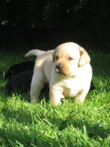 Labradorsk� retr.s PP-�ERN�+�LUT� �t���tka