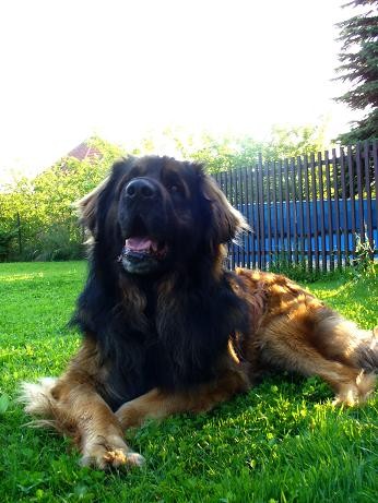 Kr�sn� pes ke kryt� va�� fenky