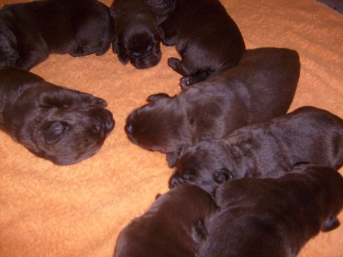 Labradorsk� retr�vr