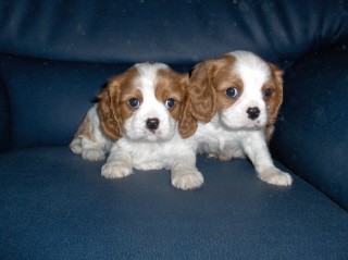 kaval�r king charles �pan�l