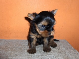 jork��rsk� teri�r