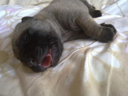 �t���tka anglick�ho mastifa